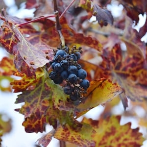 May include: A bunch of dark blue grapes hanging from a vine with red and yellow fall leaves.