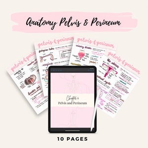 Anatomy Pelvis and Perineum Notes | Reproductive System Anatomy