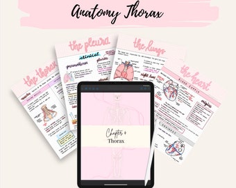Anatomy Thorax Notes | Heart, Lungs, Mediastinum, Thorax Notes Bundle