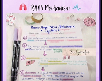 Renin Angiotensin Aldosterone System Mechanism/Pathway RAAS