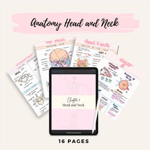 May include: A digital tablet with a pink background and the text "Chapter 5 Head and Neck" and "16 Pages". The tablet is surrounded by four pages of handwritten notes on anatomy, including illustrations of the skull, eye, and vertebrae.