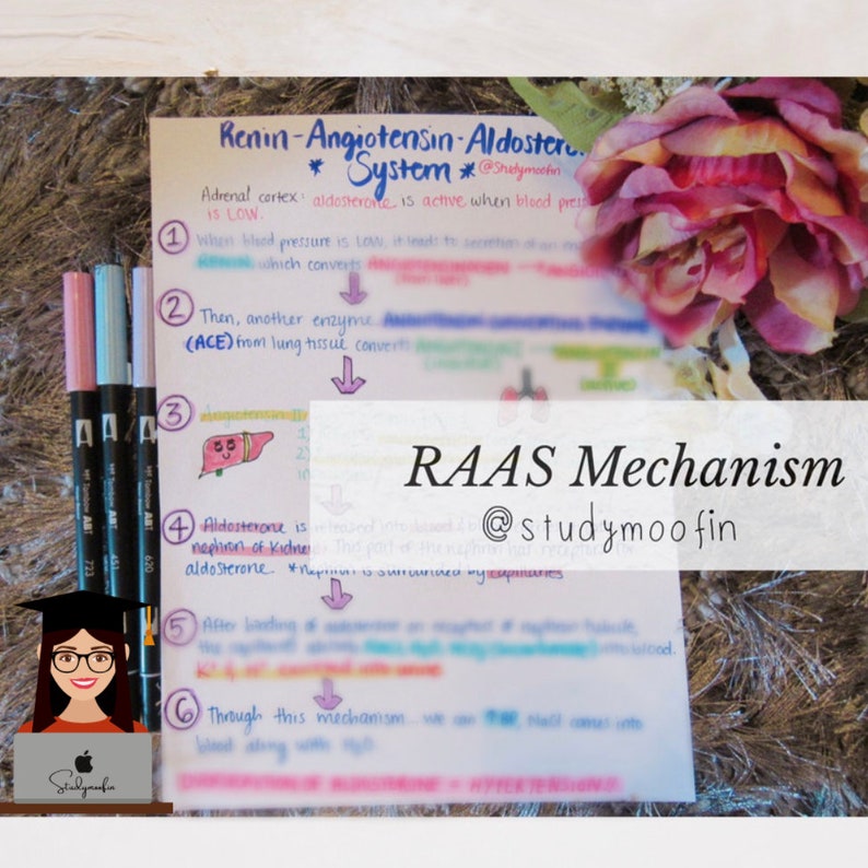 Renin Angiotensin Aldosterone System Mechanism/pathway RAAS - Etsy
