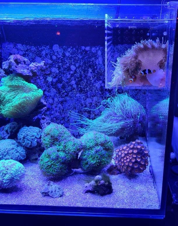 10+ Nano Reef Tank Light