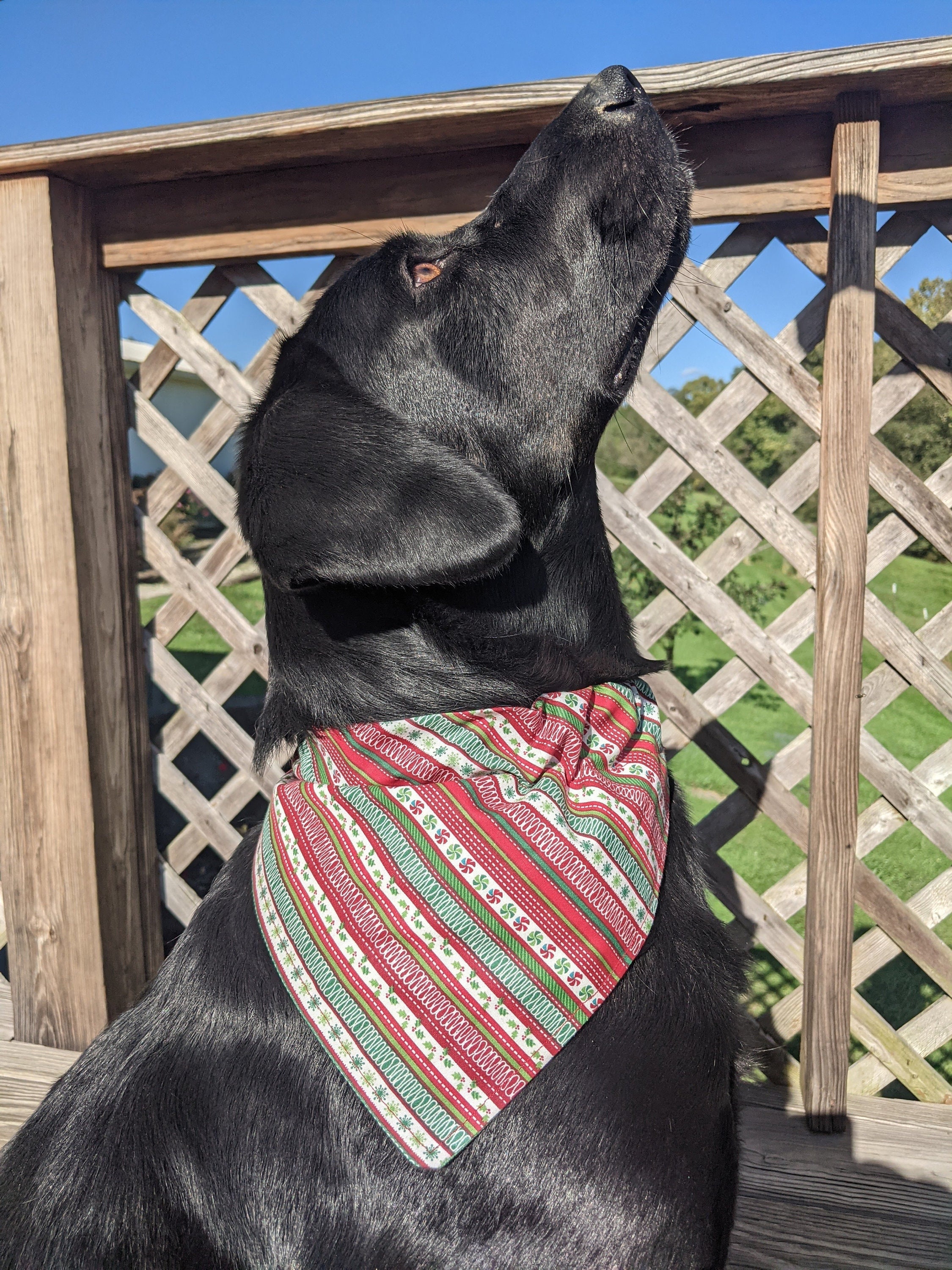 How Do You Put A Bandana On A Dog Collar