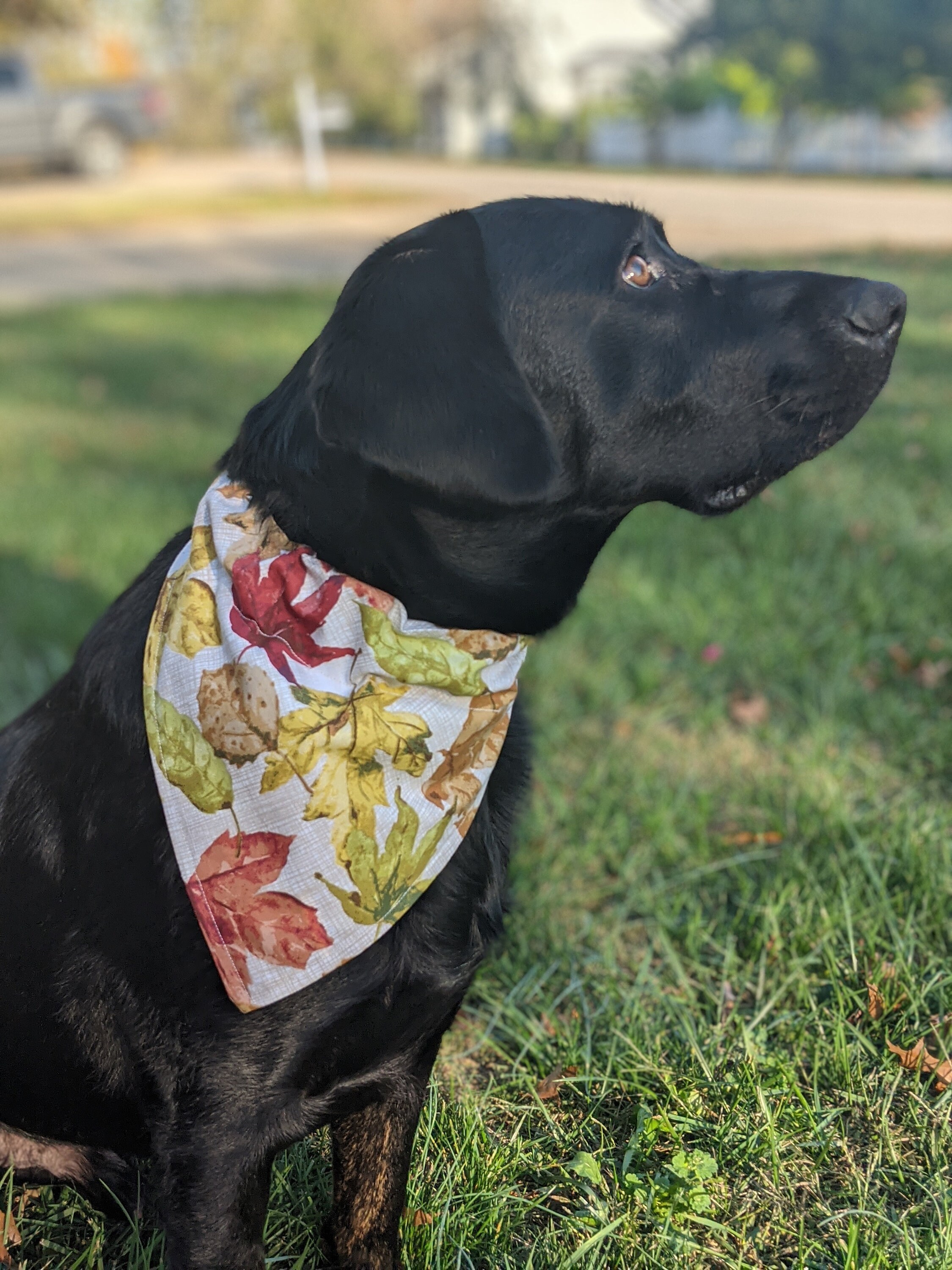 How Do You Put A Bandana On A Dog Collar