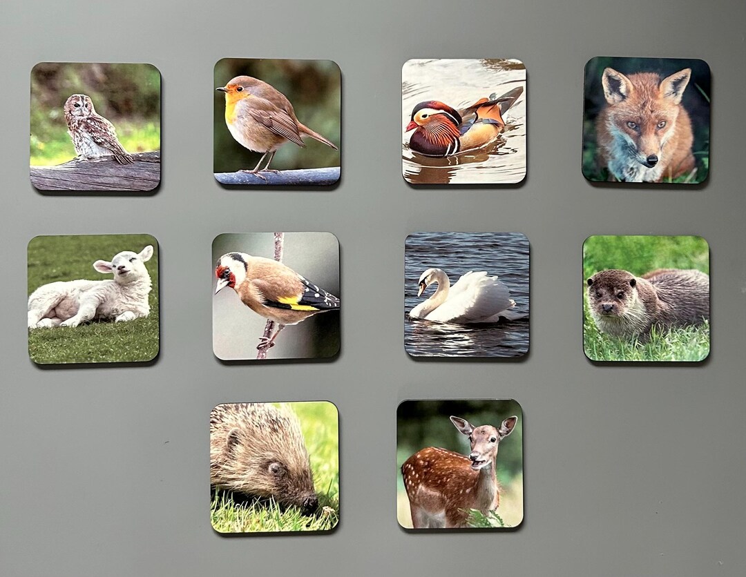 British Wildlife Photo Coasters: Heat Resistant, Original Photography ...
