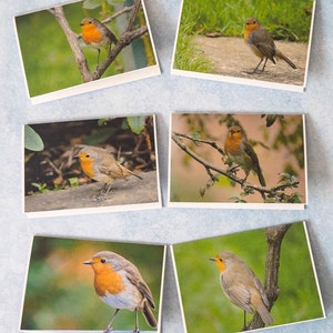 6 Robin Eco A6-fotowenskaarten, blanco binnenkant, geschikt voor elke gelegenheid