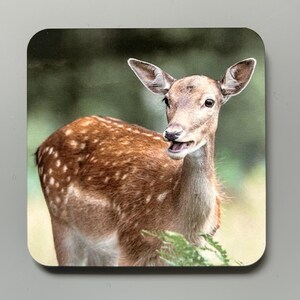 May include: A close-up of a young fawn with brown and white spotted fur. The fawn is looking directly at the camera with its mouth slightly open. The background is blurred and green.