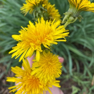 Dandelion Infused Honey Limited Edition All Natural, Raw, Unfiltered, Small Batch Flavored Honey image 2