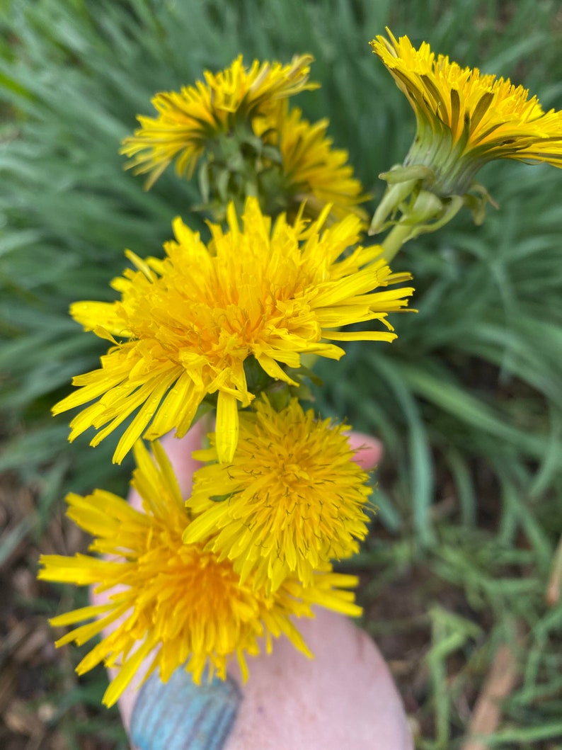 Dandelion Infused Honey Limited Edition All Natural, Raw, Unfiltered, Small Batch Flavored Honey image 2