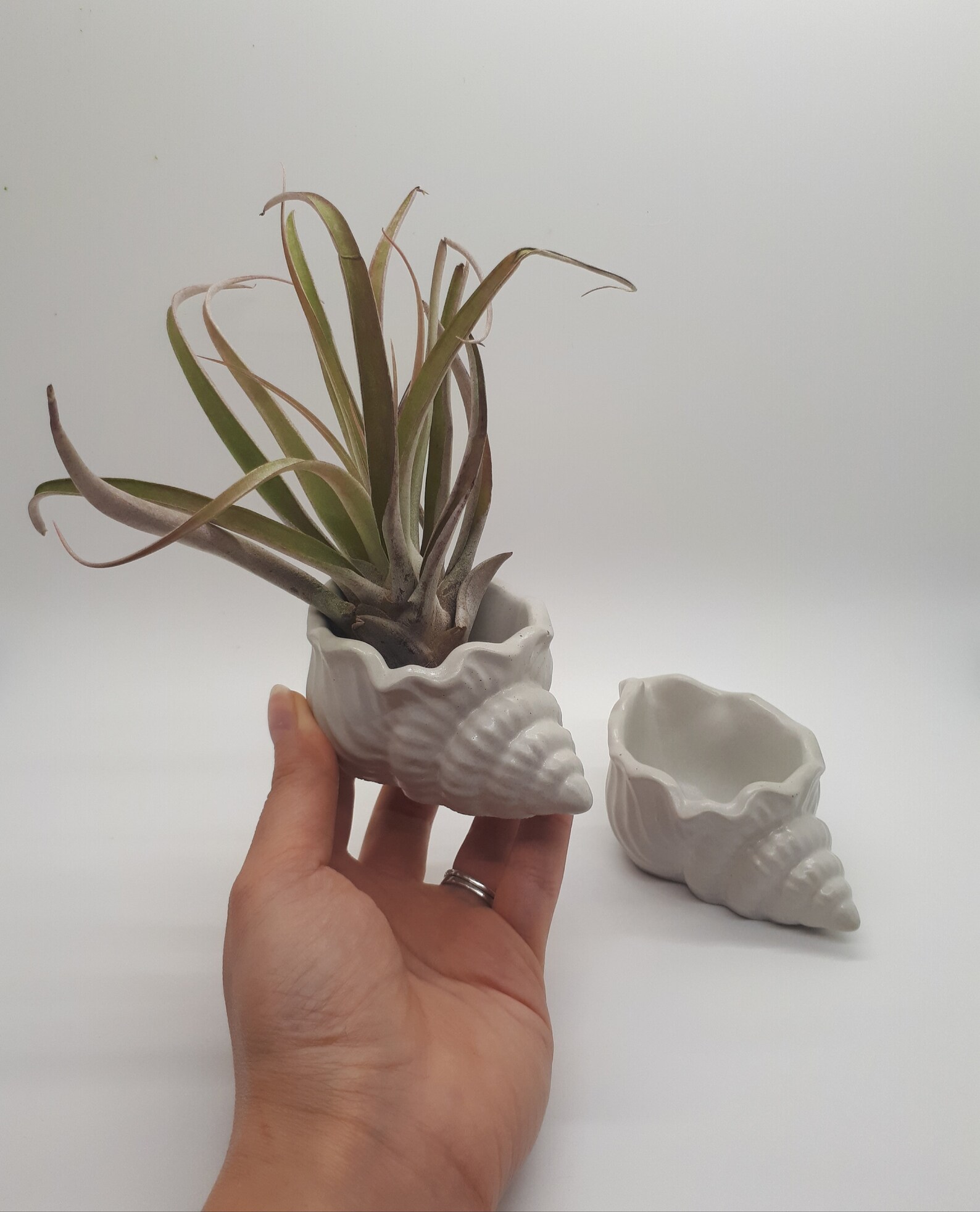 Cute Seashell planter Air Plants Small plants Succulent Etsy