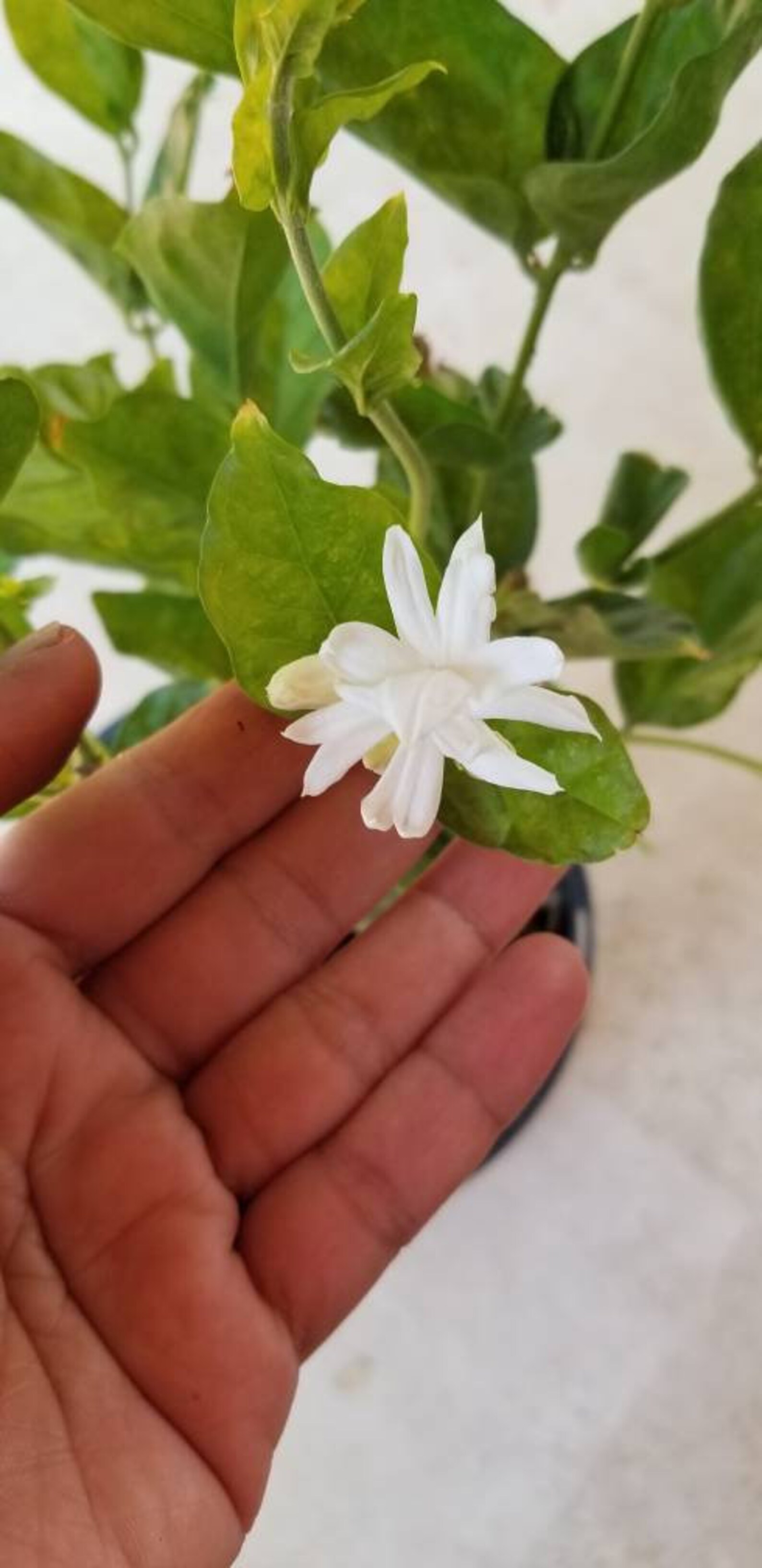 Jasmine Belle of India Jasminum sambac plant around Etsy
