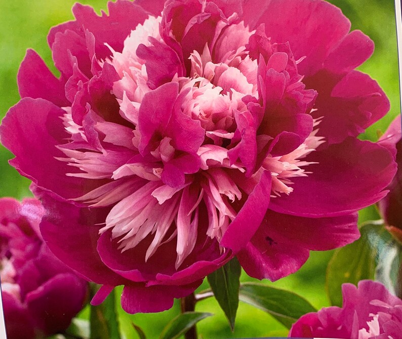 Peony Tuber 2/3 Eyes Pink Flowers Celebrity Sarah Etsy