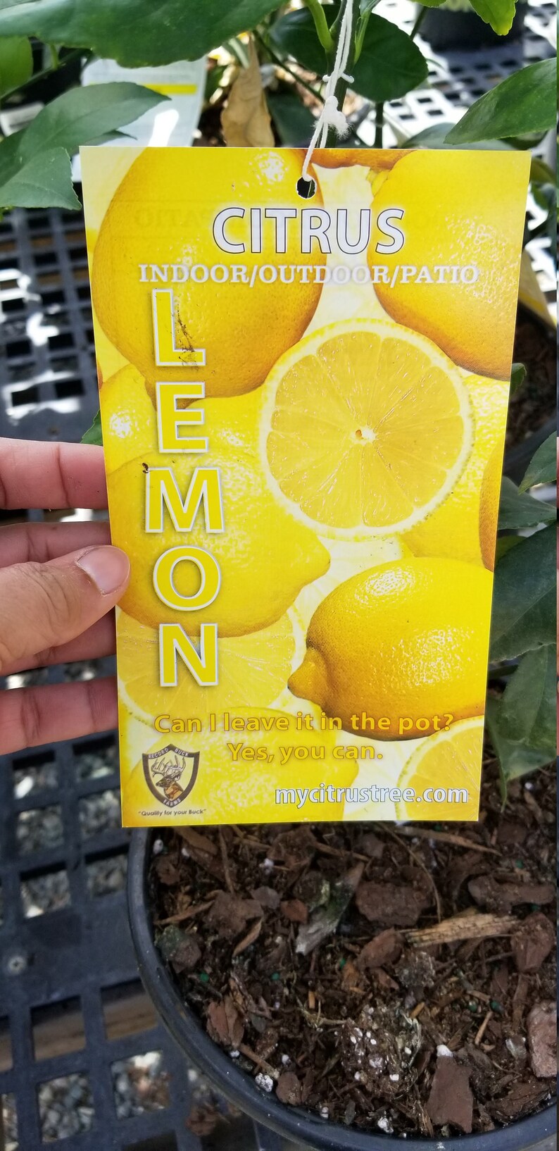 Meyer Lemon Bush Indoor & Patio Citrus Tree Ship W/o Pot Etsy