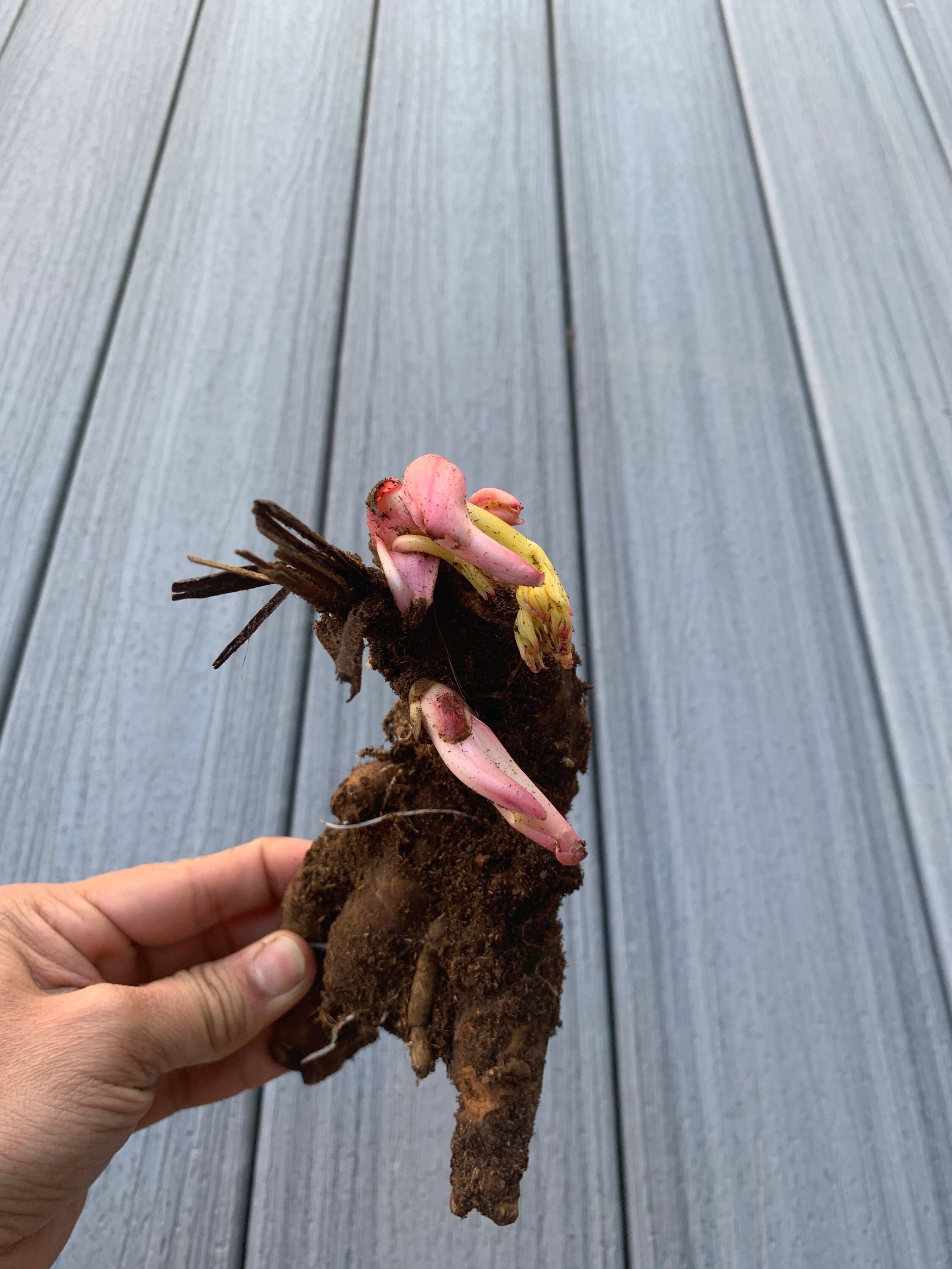 Peony Tuber 2/3 Eyes Pink Flowers Celebrity Sarah Etsy