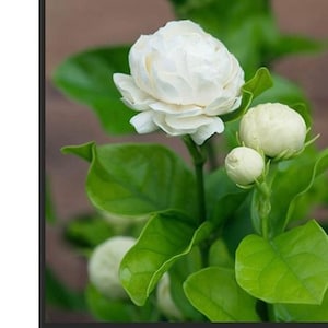 Grand duke jasmine plant  ~ ships W/O Pot- read description for update