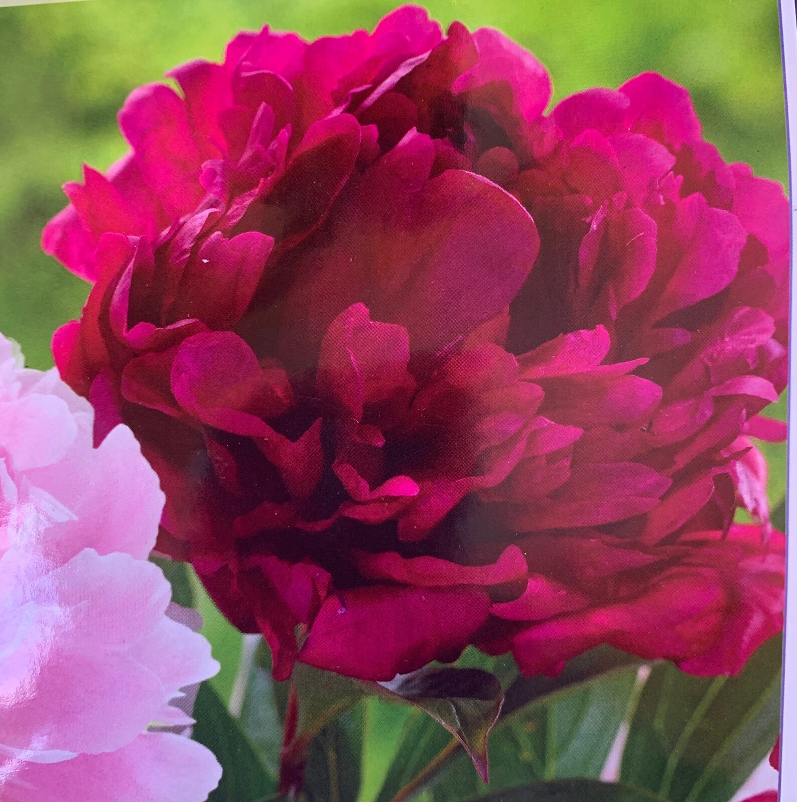 Peony Tuber 2/3 Eyes Pink Flowers Celebrity Sarah Etsy