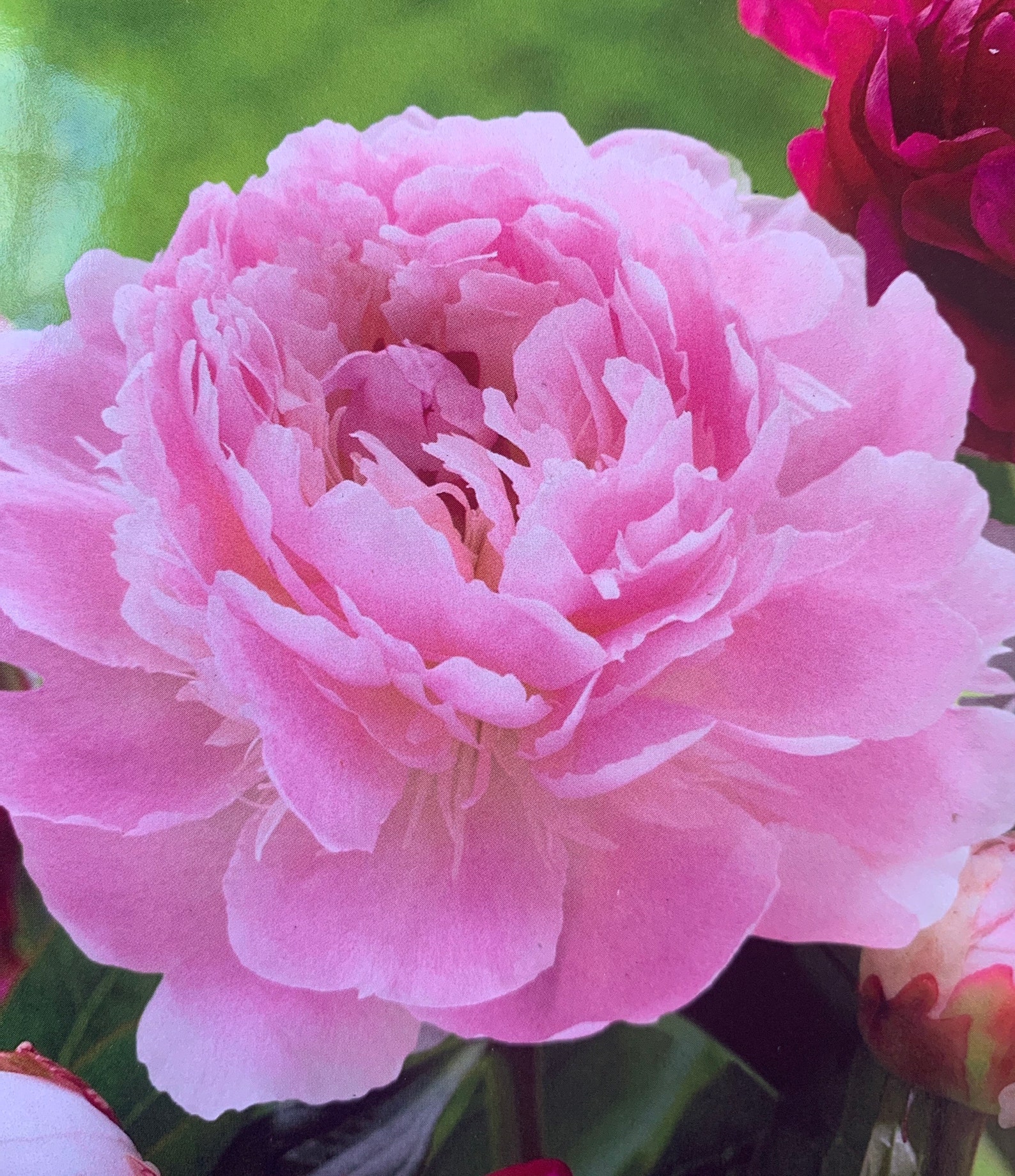 Peony Tuber 2/3 Eyes Pink Flowers Celebrity Sarah Etsy