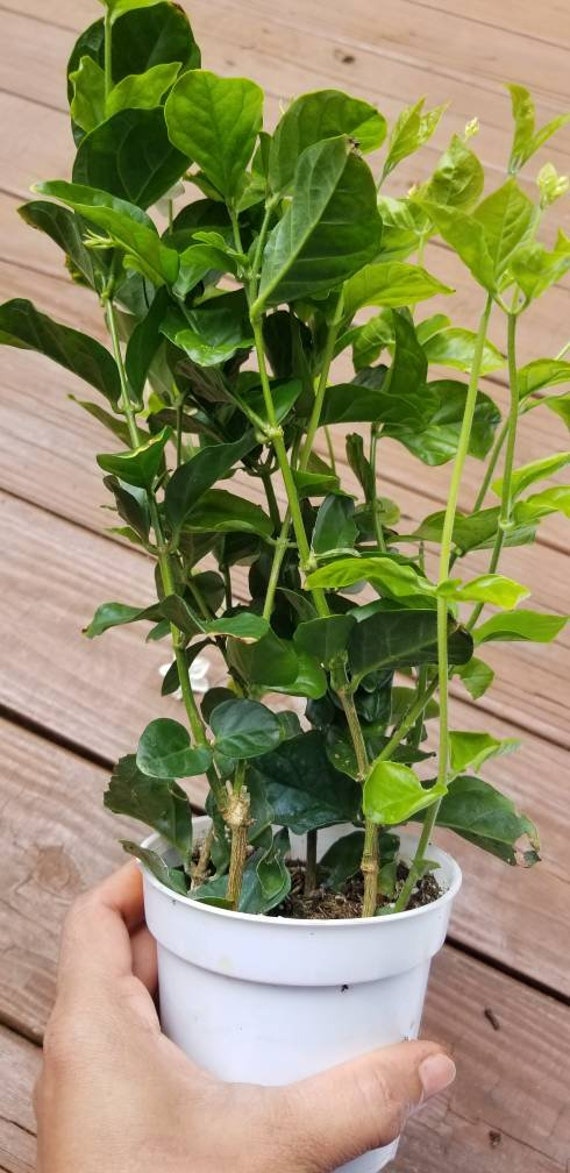 Jasminum (sambac) Arabian Tea Jasmine Plant - Maid of Orleans