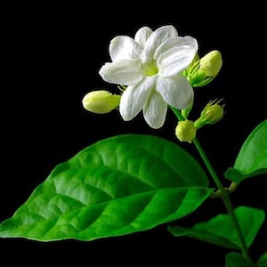 May include: A single white jasmine flower with green leaves and buds. The flower has five petals and is in full bloom.