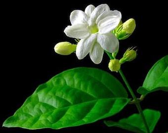 Jasminum (Sambac)  Arabian Tea Jasmine Plant - Maid of Orleans ~ Live Starter Plant W/O pot