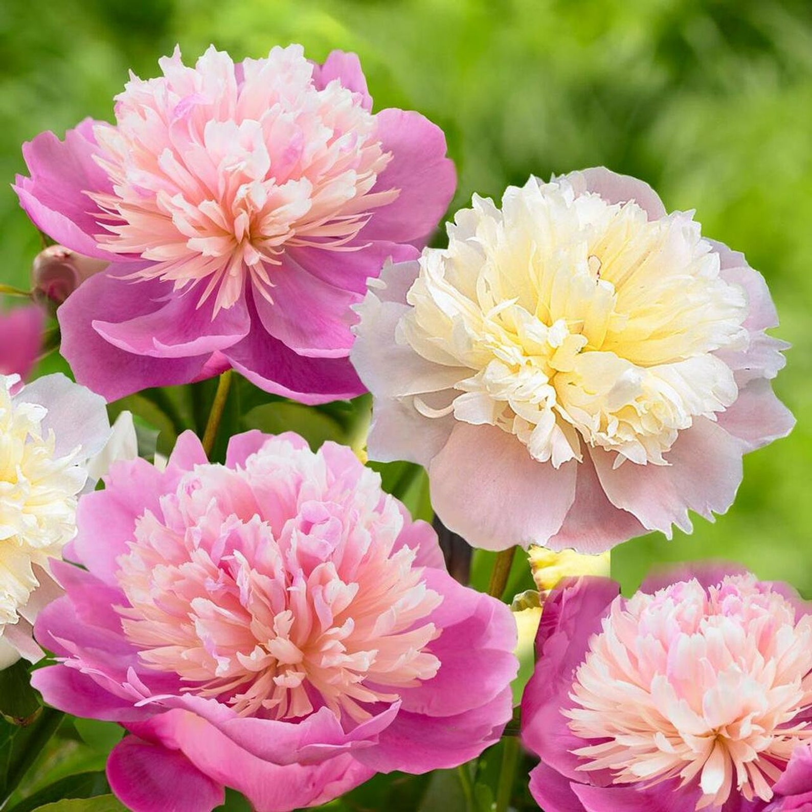 Peony Tuber 2/3 Eyes Pink Flowers Celebrity Sarah Etsy