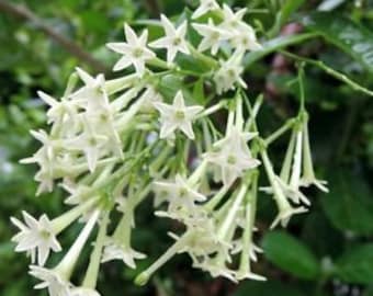 NIGHT BLOOMING JASMINE Fragrant [Cestrum nocturnum] live starter plant - ship W/O pot
