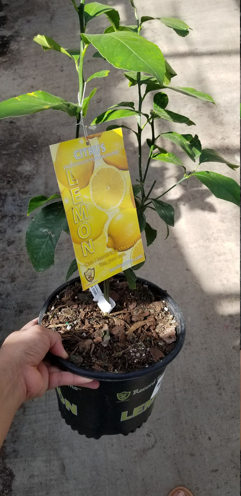 Meyer Lemon Bush Indoor & Patio Citrus Tree Ship W/o Pot Etsy
