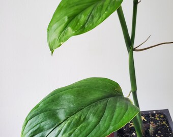 philodendron imperial red ableger Imperial Red Philodendron – Plant Detectives main image 1