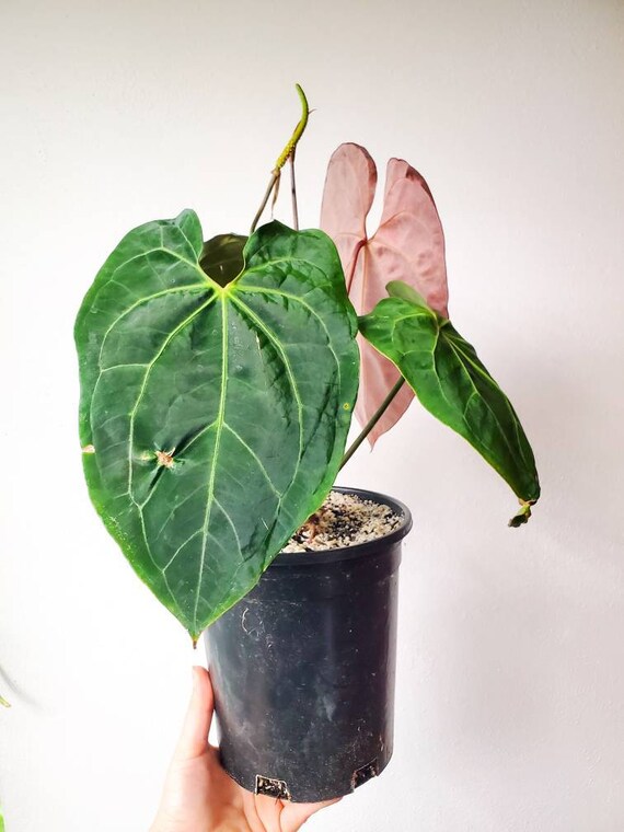 Anthurium Magnificum Hybrid – Okanoka