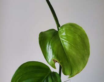 Monstera Xanthospatha Aff. - US SELLER - Rare Monstera! - Etsy