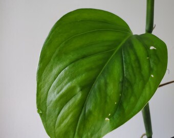 Monstera Xanthospatha Aff. - US SELLER - Rare Monstera! - Etsy