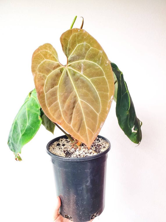 Anthurium Ace of Spades x Magnificum - Etsy 日本 Anthurium Ace of Spades x Magnificum - Etsy 日本