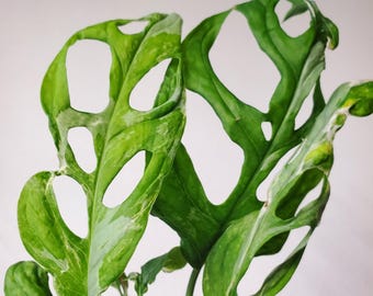 huge snake plant Snake Plant-Green (Sansevieria trifasciata) – Urbane Eight Inc