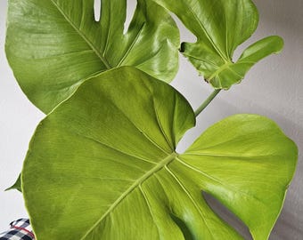 monstera monkey leaf badezimmer Monstera adansonii (Monkey leaf) (S) kaufen