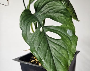 Monstera Xanthospatha Aff. - US SELLER - Rare Monstera! - Etsy