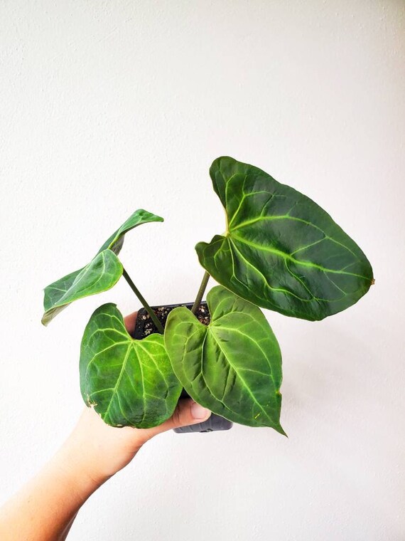 Anthurium Ace Of Spades dark form seeding dark Rare Velvet Aroid Plant