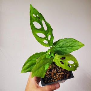 Monstera obliqua peru - US SELLER - rare plant
