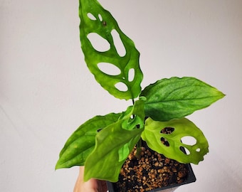 philodendron sunlight plant Philodendron ‘Sun Red’ Live Plant main image 0