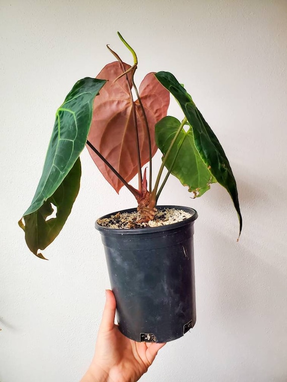 Anthurium Ace of Spades x Magnificum - Etsy 日本 Anthurium Ace of Spades x Magnificum - Etsy 日本