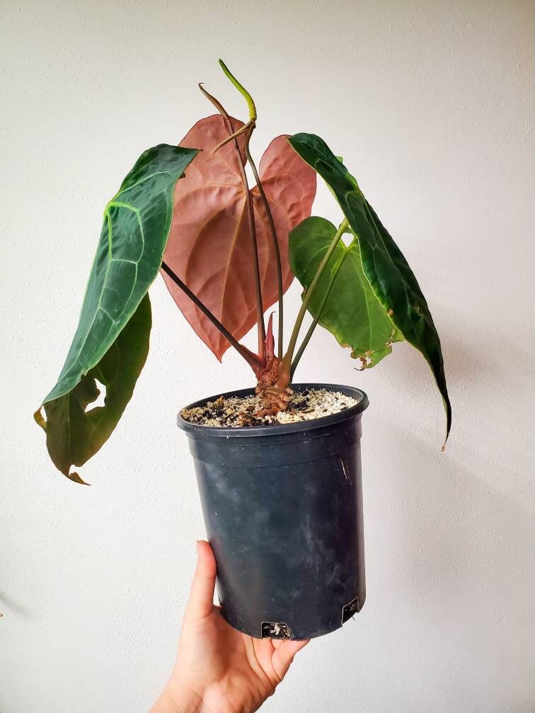 Anthurium Ace of Spades x Magnificum - Etsy 日本