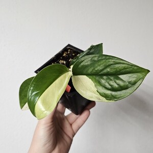 Monstera Acacoyaguensis Variegated - US Seller - Rare Plants! - Etsy