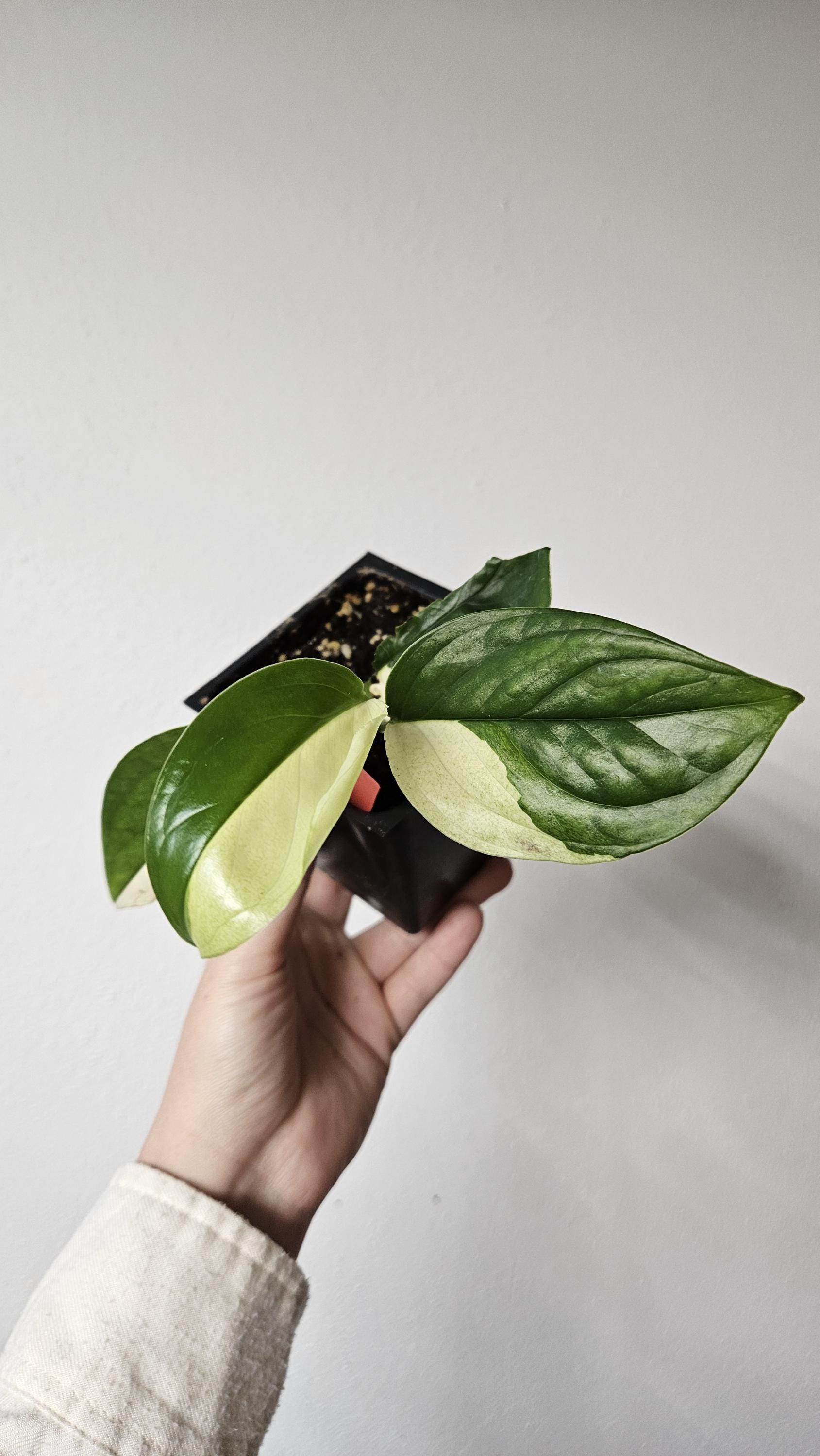Monstera Acacoyaguensis Variegated - US Seller - Rare Plants! - Etsy