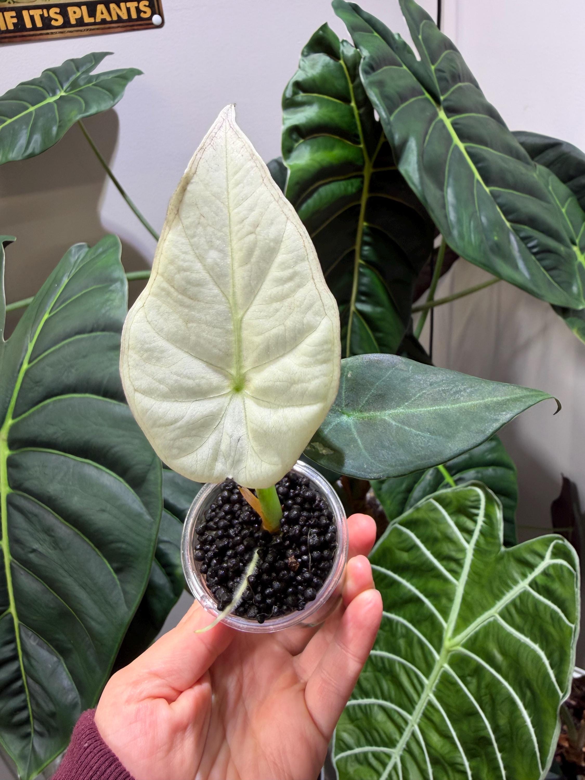 Alocasia regal shields - Etsy 日本