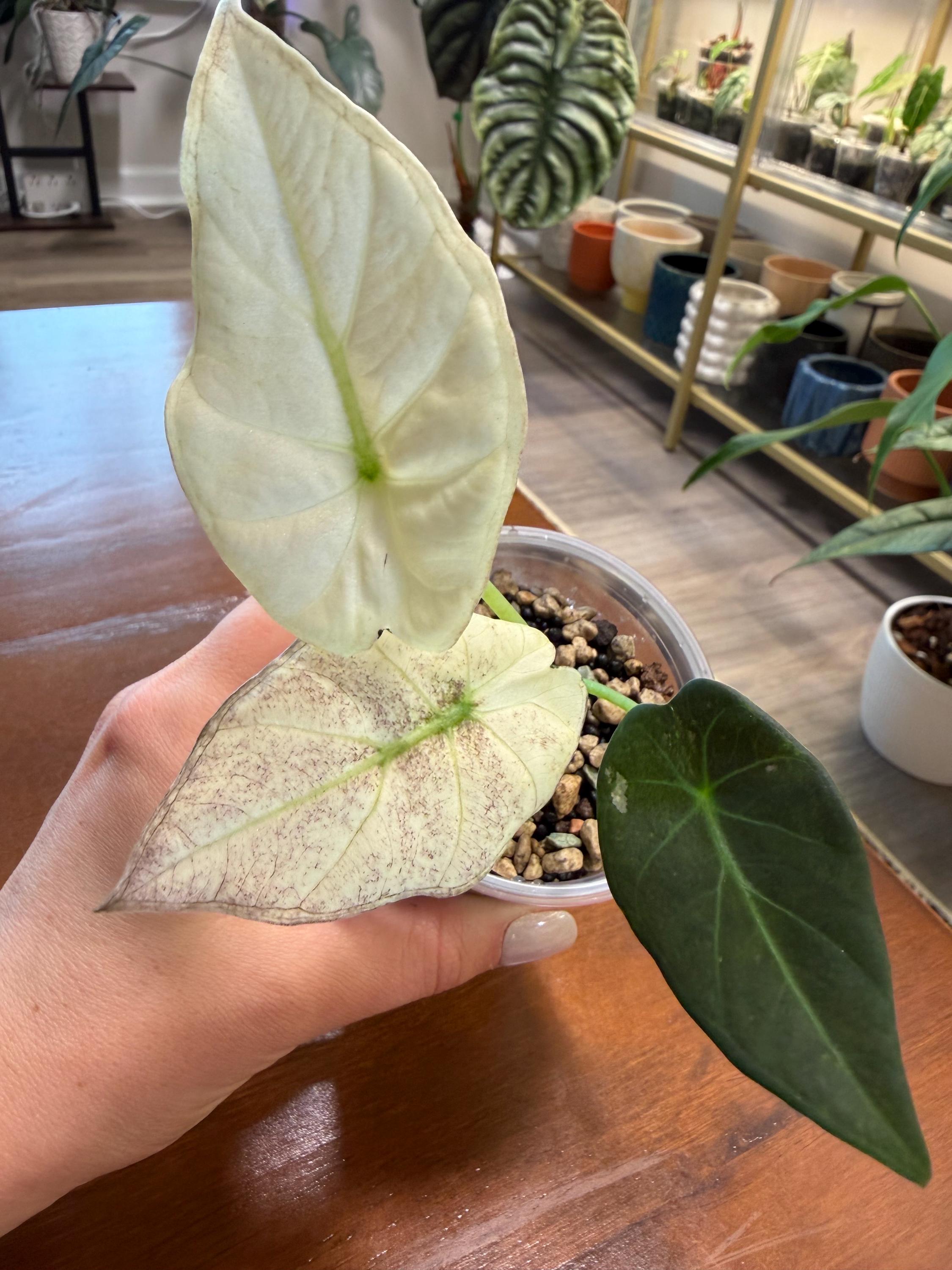 Alocasia regal shields - Etsy 日本