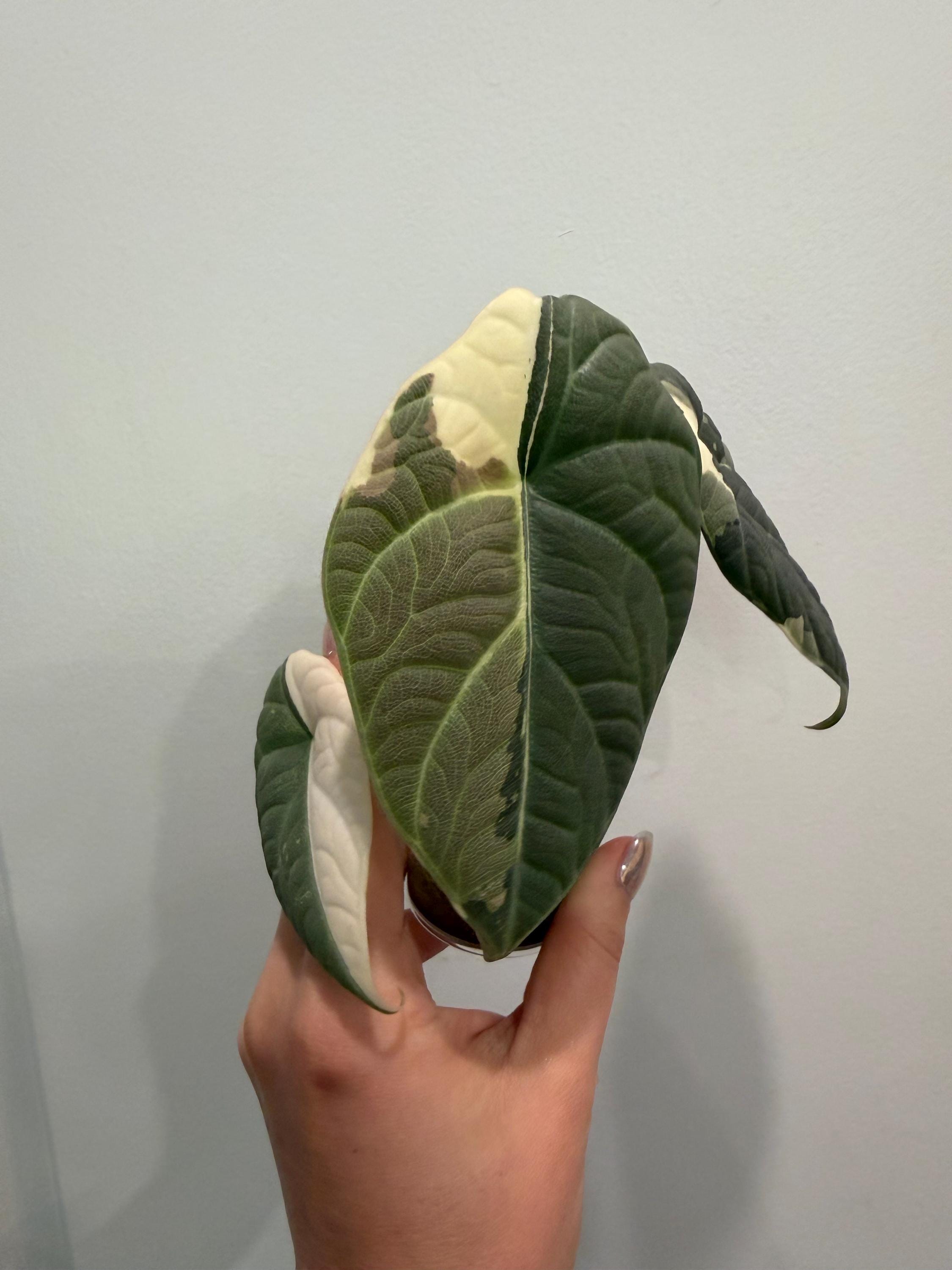 Alocasia regal shields - Etsy 日本