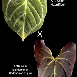 Anthurium Luxurians Seed - Etsy