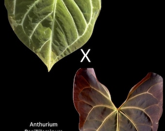Anthurium Magnificum x Papillilaminum seedlings