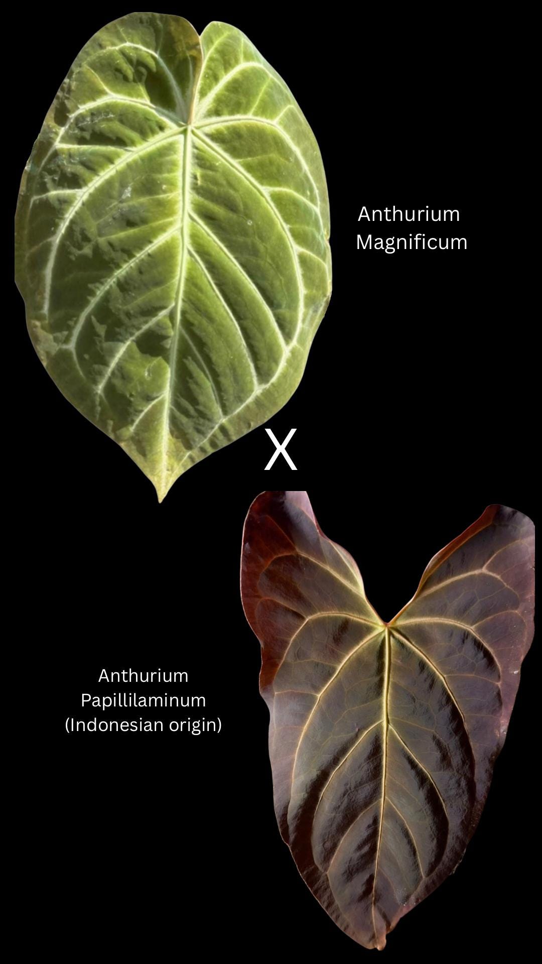 Warocqueanum Anthurium Seeds - Etsy