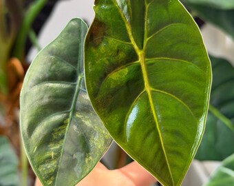 Aurea Alocasia Variegada Golden Bone (Cría)